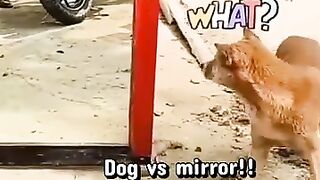 Animals ???? funny Dog vs mirror? #funnypets #dogs #ytshots