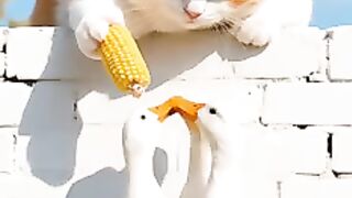 Cat story 19