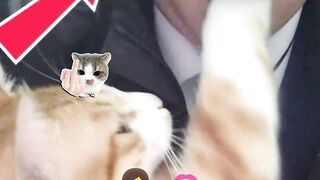a cat taking advantage of a yawn