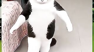 Big Boss Style Cat. #funny #comedy #shorts #short