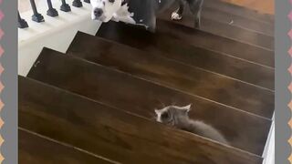 Anjingnya Ketakutan