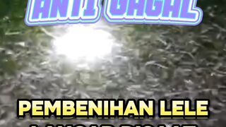 Tips Pembenihan lele lancar disaat musim bediding