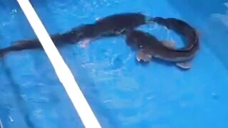 Terapkan Trik ini jika larva lele suka mati saat ganti pakan casut ke pelet