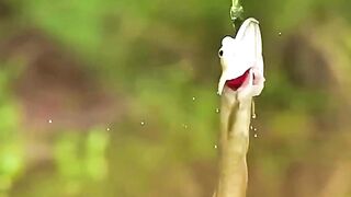 ???? One Fish Risked Everything to Save Its Friend! ????❤️ #Shorts