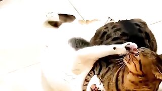 Funny Cats #cat #funnycats #cutecat #catvideo #catreels