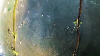 Watermelon 16