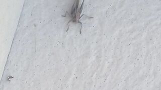 Meet grasshopper Giant: The World's Largest Grasshopper