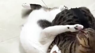 "Top reasons why cats are planning world domination"