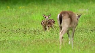 Bambi and baby deer.mp4.2026