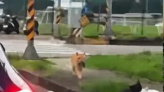 terjadi cinta segitiga
