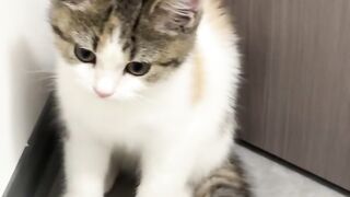 Funny cat 345