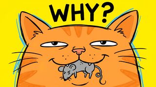 Your Cat Thinks You're a Terrible Hunter