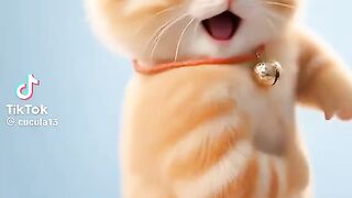 Cat Dance 10