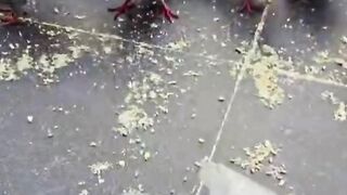 Pigeon feeds in Madinah