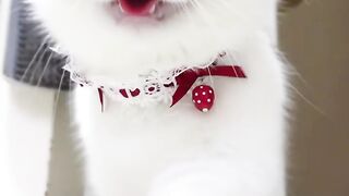 The Secret Life of Cats 2