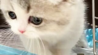 My Best Friend, the Cat