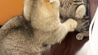 The Magic Cat