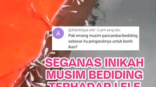 Sebesar inikah pengaruh musim bediding terhadap benih ikan❗