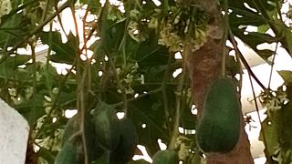 Male Papaya