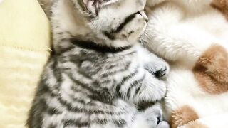 Cat Tales from Around the World 2
