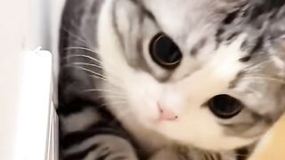 A Kitten's First Adventure