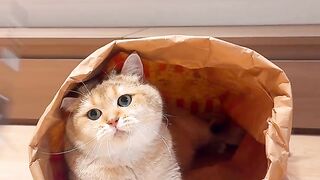 The Friendly Stray Cat