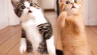 The Lost Kitten