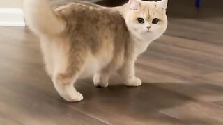 The Cat Who Saved the Day