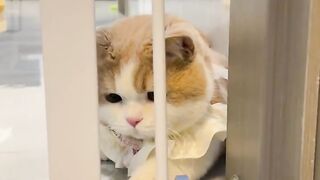 The Golden-Eyed Cat