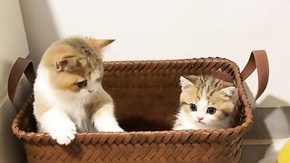 The Cat's Hidden Treasure