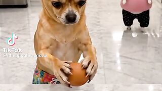 ফানি ভিডিও 49