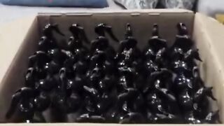Spray bottles for home cleaning and freshness