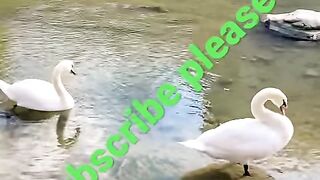 Fribourg Switzerland ???????? #suisse #switzerland #short #swiss #سوئیس #fribourg [1080p]