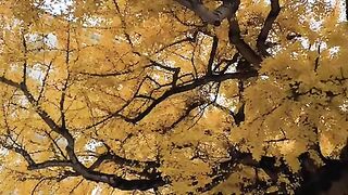 Autumn in Switzerland ????????. #autumn #autumnleaves #swiss #suisse #short #switzerland [1080p]