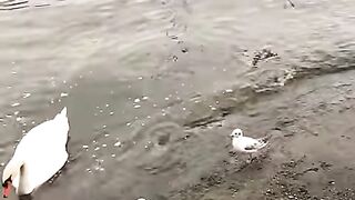 Montreux Swiss. #montreux #suisse #swiss #switzerland #vairal #love [1080p]