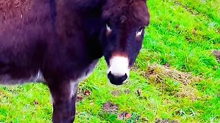 #short #switzerland #suisse #vairal #animals #donkey #donkeytube [1080p]