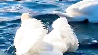 Geneva Switzerland ???????? #geneva #geneve #suisse #shortfeed #swiss [1080p]
