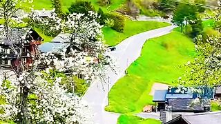 Switzerland ???????? #suisse #switzerland #shortfeed #سوئیس #nature #naturelovers [1080p]