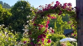 Switzerland ???????? #viral #fyp #foryou #switzerland #swissbeauty #suisse #swiss [1080p]