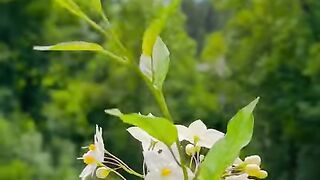 Switzerland ???????? #viral #fyp #foryou #nature #love [1080p]