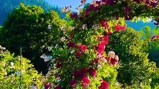 Paradise ???????? #viral #foryou #switzerlandtrip #travelgram #switzerlandbeauty #swiss #suisse #سوئیس [1080p]