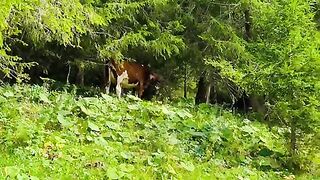 Switzerland ???????? #nature #switzerlands #viral #travel #switzerlandvacations #swiss #viralvideo [1080p]
