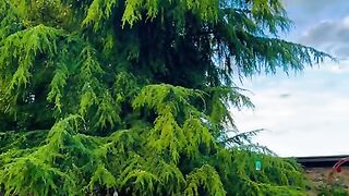 Switzerland ???????? #viral #swisstravel #travelgram #explore #suisse #nature [1080p]