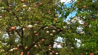 Switzerland ???????? #swisstravel #explore #viral #foryou #shortsfeed #travel #switzerlandtrip [1080p]