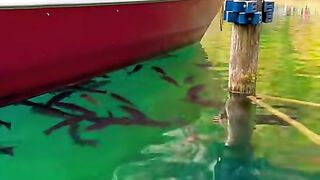 Blausee ???????? #nature #viral #switzerland #swisstravel #travel #explore #mountains [1080p]