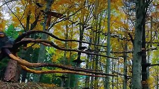 Solothurn Switzerland ???????? #viral #explore #nature #suisse #swisstravel [1080p]