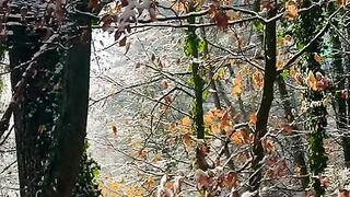 Fribourg ???????? #viral #explore #suisse #swisstravel #foryou [1080p]