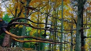 Switzerland ???????? #explore #suisse #viral #mountains #swisstravel #nature #foryou #wildlife #birds [1080p]