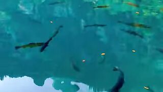 Switzerland ????????#explore #foryou #mountains #nature #suisse #viral #switzerland [1080p]
