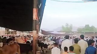 Cow buying for eid